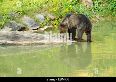 I giovani l'orso bruno (Ursus arctos) con il suo riflesso nell'acqua, prigionieri Wildlife Park Langenberg, Langnau am Albis Foto Stock