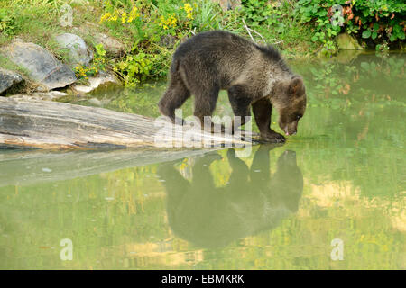 I giovani l'orso bruno (Ursus arctos), bere, con il suo riflesso nell'acqua, prigionieri Wildlife Park Langenberg, Langnau am Albis Foto Stock