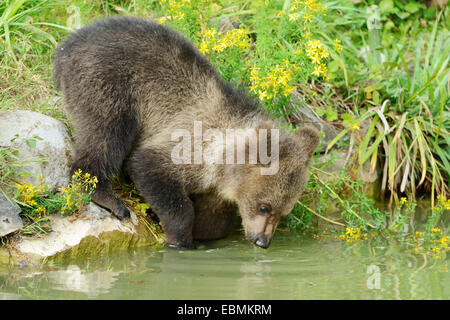 I giovani l'orso bruno (Ursus arctos), bere, captive, Parco Faunistico Langenberg, Langnau am Albis, Cantone di Zurigo, Svizzera Foto Stock