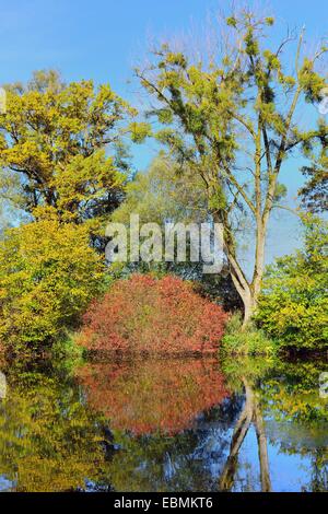 Alberi con Nespole del Giappone (Viscum alba) riflesso nel lago Chiemsee, in Übersee, Alta Baviera, Baviera, Germania Foto Stock