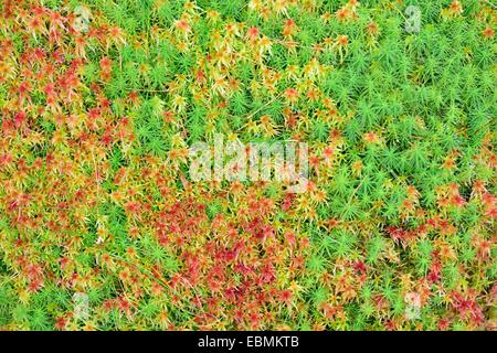 Muschio di torba (Sphagnum sp.) e comuni haircap moss (Polytrichum comune), Tirolo, Austria Foto Stock