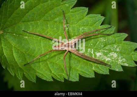 Vivaio spider web specie (Pisaura mirabilis) su ortica (Urtica dioica), Mönchbruch Riserva Naturale, Mörfelden, Hesse Foto Stock
