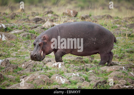 Ippopotamo (Hippopotamus amphibius) pascolo, Massai Mara, Serengeti, Rift Valley provincia, Kenya Foto Stock