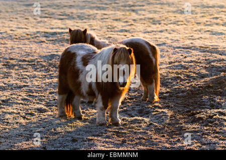 Pony di Shetland di razza scozzese; Animali da fattoria a basse temperature Preston, Lancashire, prima gelida mattinata d'autunno dell'anno per sopportare per questi “buoni doers”, che hanno bisogno di relativamente poco cibo per vivere. Pony Shetland, dalle isole Shetland al largo della punta settentrionale della Scozia. I pony di montagna e di brughiera formano un gruppo di diverse razze di pony e piccoli cavalli nativi delle isole britanniche. Molte di queste razze sono derivate da pony semi-ferali tenuti su brughiera o brughiera nel Regno Unito Foto Stock