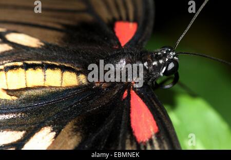 Extreme macro close-up di una femmina del Sud Est Asiatico grande farfalla mormone (Papilio memnon) Foto Stock