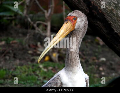 Ritratto di una ancora immatura African giallo-fatturati stork (Mycteria ibis) Foto Stock