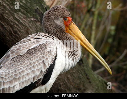 Ritratto di una ancora immatura African giallo-fatturati stork (Mycteria ibis) Foto Stock