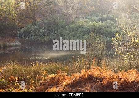 La mattina presto sole risplende attraverso la nebbia che si erge da un lago in legno Twigmoor, Scunthorpe, North Lincolnshire. Novembre 2014. Foto Stock