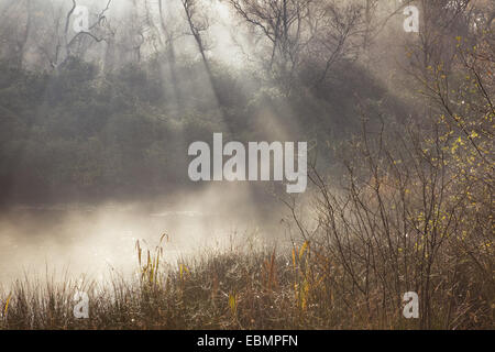 La mattina presto sole risplende attraverso la nebbia che si erge da un lago in legno Twigmoor, Scunthorpe, North Lincolnshire. Novembre 2014. Foto Stock