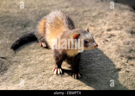 Polecat europea (Mustela putorius), Adulto, prigionieri Cleebronn, Baden-Württemberg, Germania Foto Stock