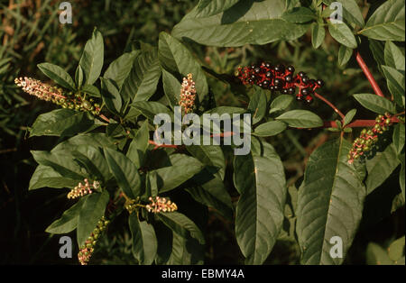 Comune, pokeweed Virginian poke, American pokeweed, American nightshade, Inkberry, Piccione berry, Pokeroot, Pokeweed, Pokeberry (phytolacca americana, phytolacca decandra), con fiori e frutta Foto Stock