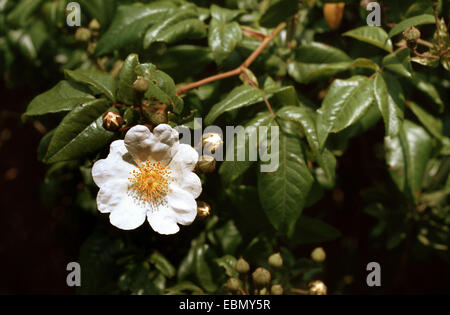 Evergreen rosa (Rosa sempervirens), fioritura Foto Stock