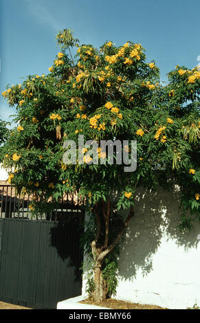 Trumpetbush giallo, giallo campane, giallo sambuco (Tecoma stans), albero in fiore Foto Stock