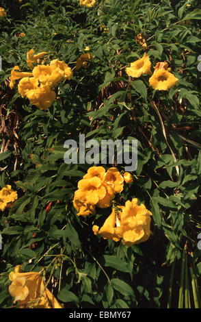 Trumpetbush giallo, giallo campane, giallo sambuco (Tecoma stans), filiale di fioritura Foto Stock