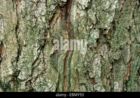 Kentucky Coffeetree (Gymnocladus dioicus), corteccia Foto Stock