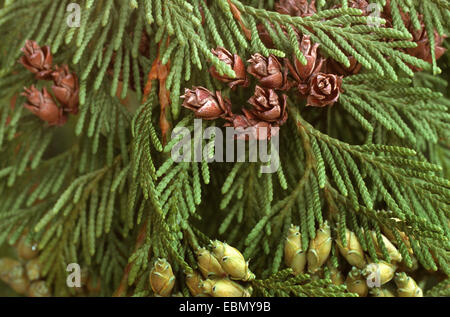 Il cedro rosso (Thuja plicata), i coni in corrispondenza di un ramo Foto Stock