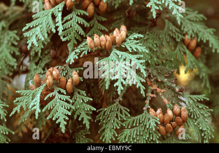 Cedro giallo, bianco orientale cedro (Thuja occidentalis), i coni in corrispondenza di un ramo Foto Stock