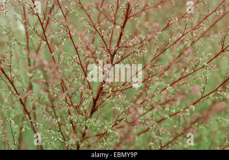 Campo southernwood (Artemisia campestris), infiorescenza Foto Stock