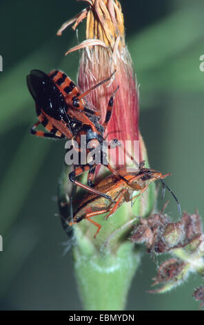 Assassin bug (Rhinocoris iracundus), il lattante sulla preda Foto Stock