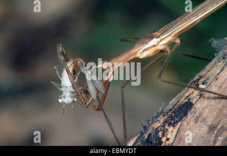 Acqua Stick insetto, lungo corposo acqua Scorpion (Ranatra linearis), il lattante su una larva di libellula, Germania Foto Stock