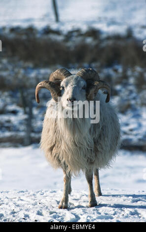 Skudde, pecore Skudde (Ovis ammon f. aries), antica razza Foto Stock