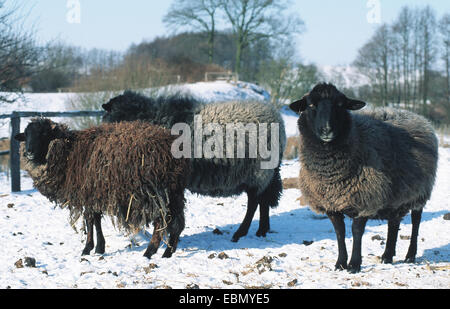 Coarsewool Pomerania (Ovis ammon f. aries), gruppo su un prato in inverno, Germania Foto Stock