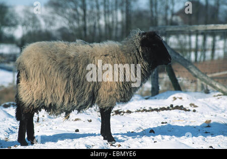 Coarsewool Pomerania (Ovis ammon f. aries), gruppo su un prato in inverno, Germania Foto Stock