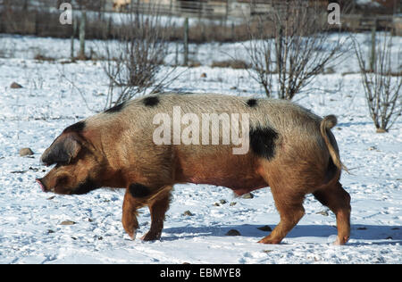 Bentheim Black Pied (Sus scrofa f. domestica), razza autoctona (home: Bentheim, Bassa Sassonia) Foto Stock