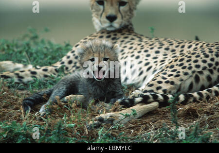 Ghepardo (Acinonyx jubatus), con pub, Tanzania, Serengeti NP Foto Stock