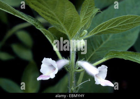 Sesamum, sesamo (Sesamum indicum), rigogliosa pianta Foto Stock