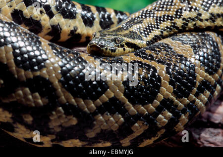 Anaconda giallo (Eunectes notaeus), ritratto Foto Stock