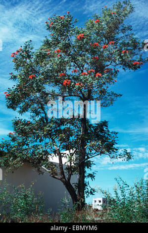 Flame Tree (Spathodea campanulata), fioritura albero singolo Foto Stock