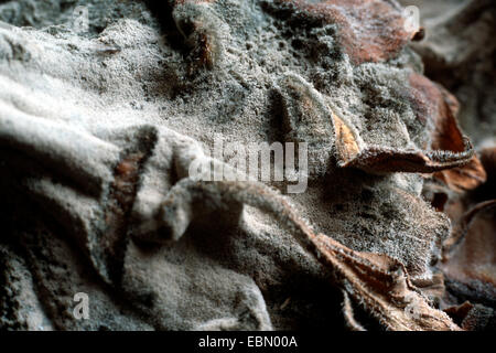 Botrytis cinerea (Botrytis cinerea, Botryotinia fuckeliana), vecchio stadio a girasole, Helianthus annuus Foto Stock