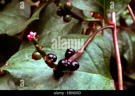 Spinacio indiano, Malabaresi Nightshade, vite di spinaci, scivolosa vegetale (Basella alba), con fiori e frutta Foto Stock