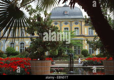 Banksia (Banksia spec.), Poopelsdorfer Schloss, Poppeldorf palace nel giardino botanico di Bonn, Bonn Foto Stock