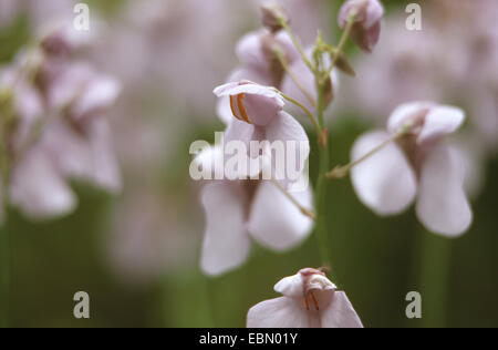 Bladderwort Reniform (Utricularia reniformis), fiori Foto Stock