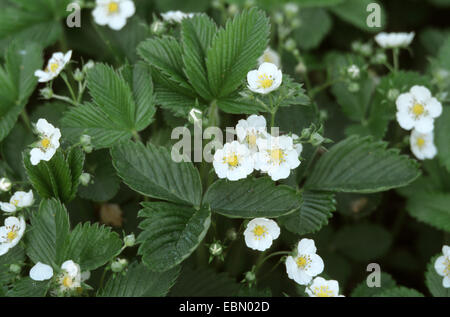 Cremosa, Fragola Selvatica fragola (Fragaria viridis), fioritura, Germania Foto Stock