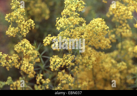 Galium verum subsp. verum (Galium verum subsp. verum), fioritura, Germania Foto Stock