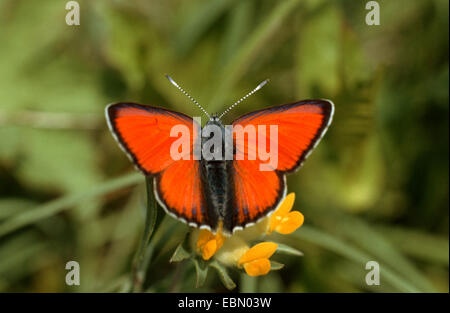 Scarsità di rame (heodes virgaureae, Lycaena vigaureae, Chrysophanus virgaureae), imago a fiori, Germania Foto Stock