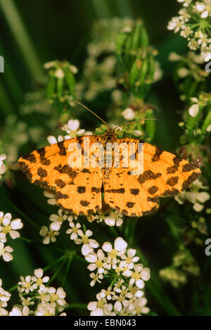 Screziato giallo (Pseudopanthera macularia), seduto su un impianto, Germania Foto Stock