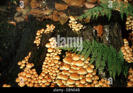 Inguainato, woodtuft Scalycap (Kuehneromyces mutabilis, Galerina mutabilis, Pholiota mutabilis), molti woodtufts inguainato su albero intoppo, Germania Foto Stock