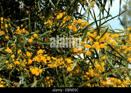 Graticcio striscianti, Blu-leaf graticcio (Acacia saligna), rami fioriti Foto Stock