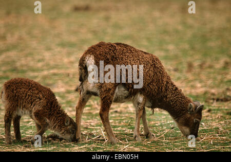 Pecore Soay (Ovis ammon f. aries), femmina con agnello Foto Stock