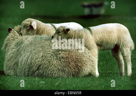 Frisone molk pecore (Ovis ammon f. aries), femmina con due agnelli Foto Stock