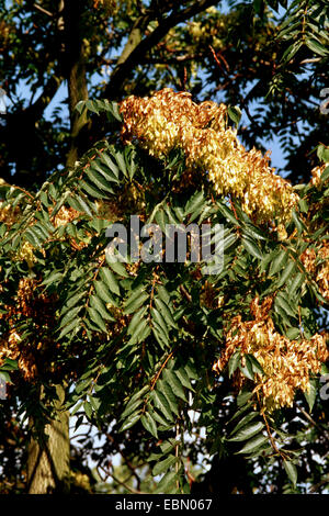 Albero del cielo, tree-di-cielo (Ailanthus altissima), il ramo con frutti Foto Stock