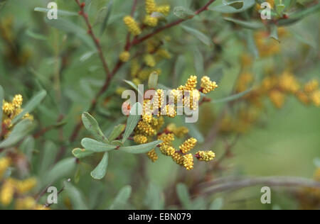 Bog mirto, dolce gale, dolce bayberry (Myrica gale), fioritura, Germania Foto Stock