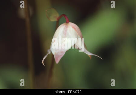 Sun bricco (Heliamphora nutans), fiore Foto Stock