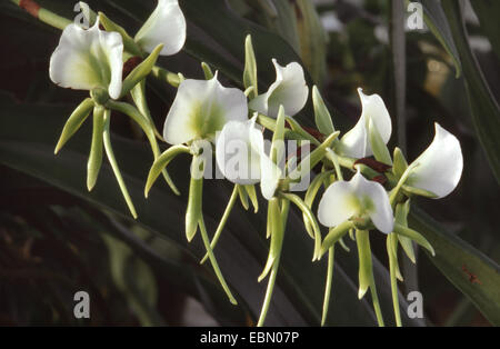 Angraecum eburneum (Angraecum eburneum), fioritura Foto Stock