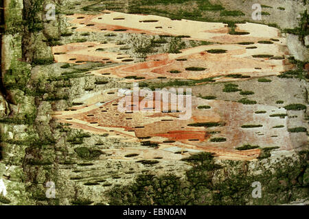 Carta (betulla Betula papyrifera), corteccia Foto Stock