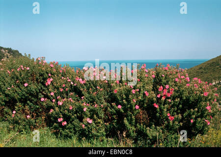 Cretan rock rose (Cistus creticus), fioritura, Cipro Foto Stock